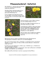 Steckbrief-Huflattich.pdf